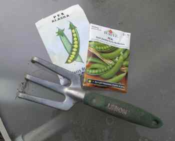 Pea Seeds.jpg